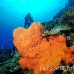 sponge_orange_sr_h_0705_png0226.jpg